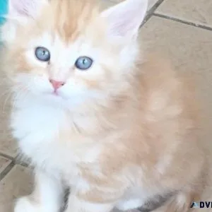 Stunning Norwegian Forest Kittens