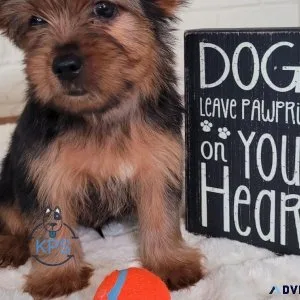 AKC Yorkie Puppies