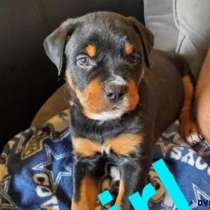 juvenile every German rottweiler puppies for Sale