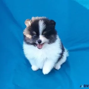 TEACUP TRICOLOR BEAR POMERANIAN PUPPY MALE
