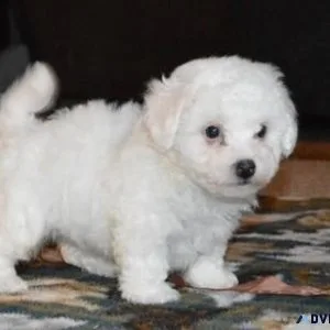 AKC Bichon Frise puppies for sale