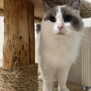 Purebred Female Ragdoll