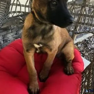 AKC Belgian Malinois puppies