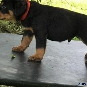 impeccable every German rottweiler puppies for Sale