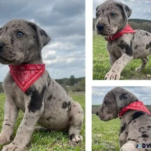 Harlequin great dane  Available