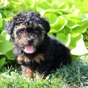 Cocoa Male Toy Poodle