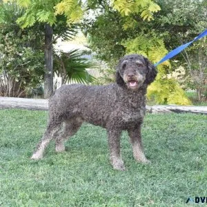 Adorable Labradoodle Puppies for Sale in Los Angeles CA