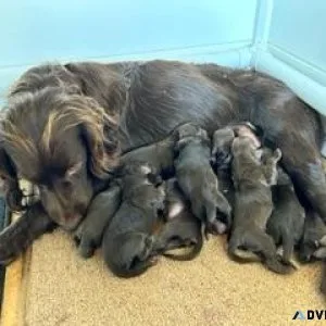 Boykin Spaniel
