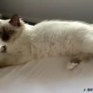 Cute and Lovely Home Raised Ragdoll Kittens.(804) 800-8862