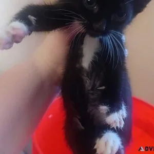 Female Kitten 10weeks old