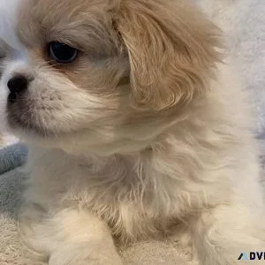 Pekingese puppies