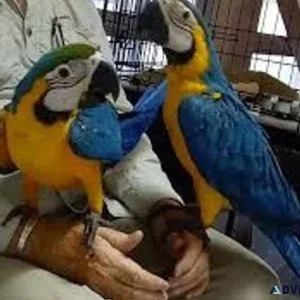 Super Friendly Blue and Gold Macaw Available