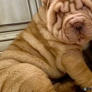 New Litter of Chinese Shar-Pei puppies