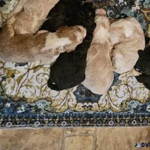 Aussiedoodle Puppies