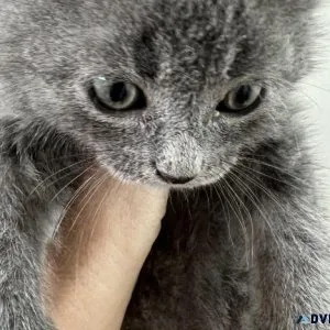 Cute Russian Blue kittens.