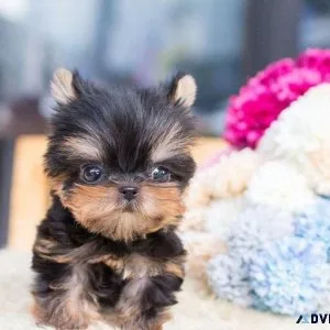 Dies Yorkie Puppies for sale