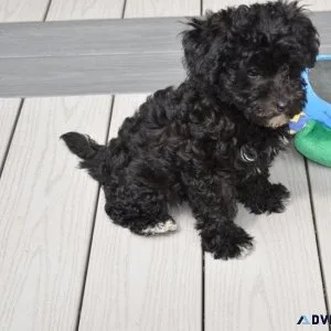 Cute Labradoodle Puppies available