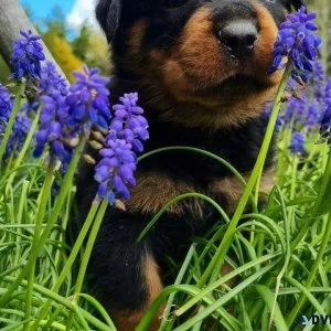 Full pedigree Rottweiler puppies