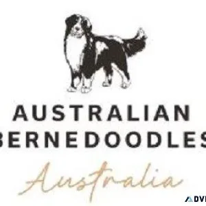 bernedoodle puppies
