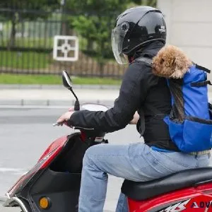 Buy Motorcycle Dog Backpack Online
