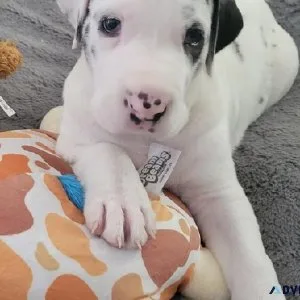 Greatdane puppies