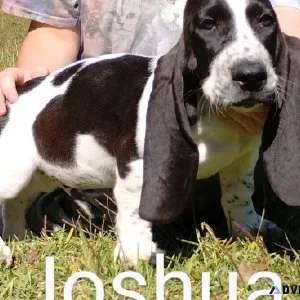 Basset Hound AKC