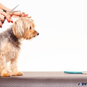 Choose Professional Dog Grooming Services In El Paso