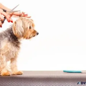 Choose Professional Dog Grooming Services In El Paso