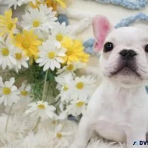 Adorable French Bulldog puppies ready