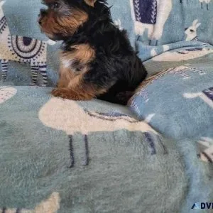 Akc Yorkies For Sale