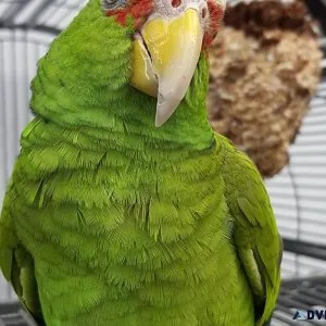 White Fronted Amazon Parrot