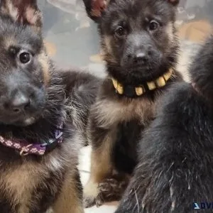 Full-blooded German shepherd