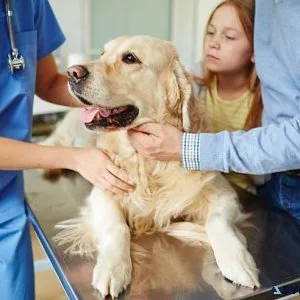 Noida s Best Compassionate Care Veterinary Clinic