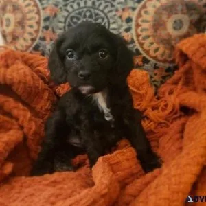 F2 cockapoo minis
