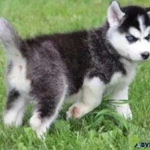 German Shepherd K.c Registered Puppies