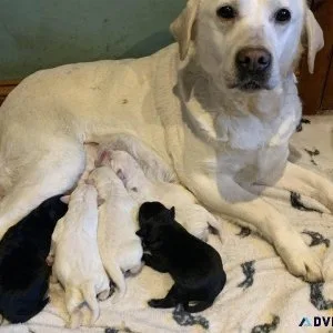 Outstanding Quality Labrador puppies