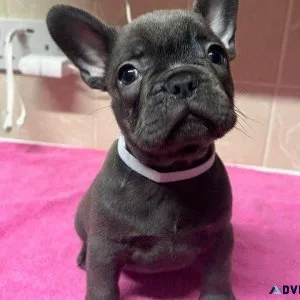 French bulldog pups ready now