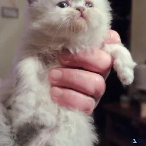 Gorgeous Kitties