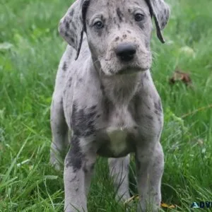 Maggie Female Great Dane