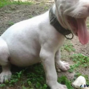 Buy Full breed Pitbull Dog