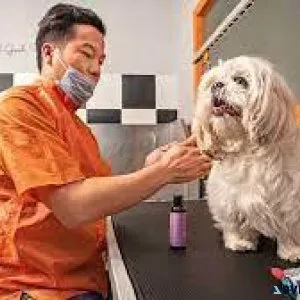 Top Veterinary Clinic in Sector 137 Noida  Vet Land Pet Clinic