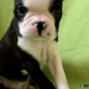 Boston terrier puppy