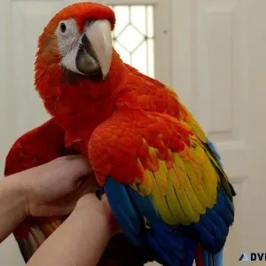 Beloved pair boy and girl Scarlet Macaws.