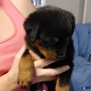Rottweiler puppies