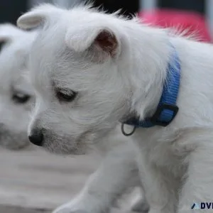 Westie Puppy - West Highland White Terrier