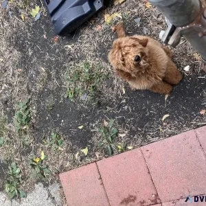 Mini labradoodle
