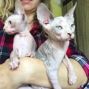 Sphynx Kittens Available.