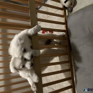 White German shepherd puppies