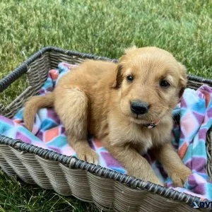 bjo8 golden Retriever Puppies