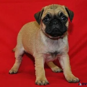 AKC Pug puppies ready for their new homes